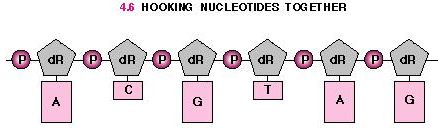 Molecular Biology figure 4.6
